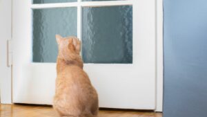 hi tech pet door